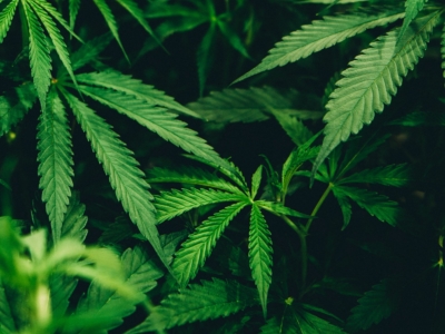 2020 Global Cannabis Guide