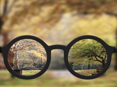 WLG Fortnight Focus